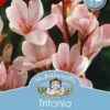 Mr Fothergill's Bulbs Tritonia Rose Lace 12 Bulbs -Plant Care Shop 2771533