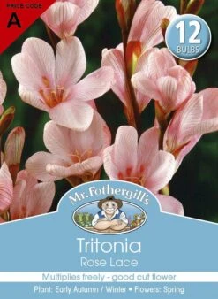 Mr Fothergill's Bulbs Tritonia Rose Lace 12 Bulbs