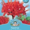 Mr Fothergill's Bulbs Nerine Fothergillii Major -Plant Care Shop 2815967