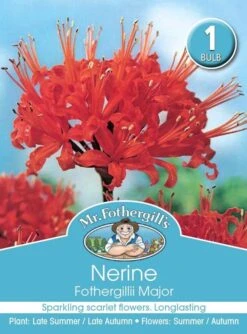 Mr Fothergill's Bulbs Nerine Fothergillii Major