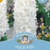 Mr Fothergill's Bulbs Hyacinth Linnocence White 3 Bulbs -Plant Care Shop 2817039