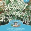 Mr Fothergill's Bulbs Star Of Bethlehem