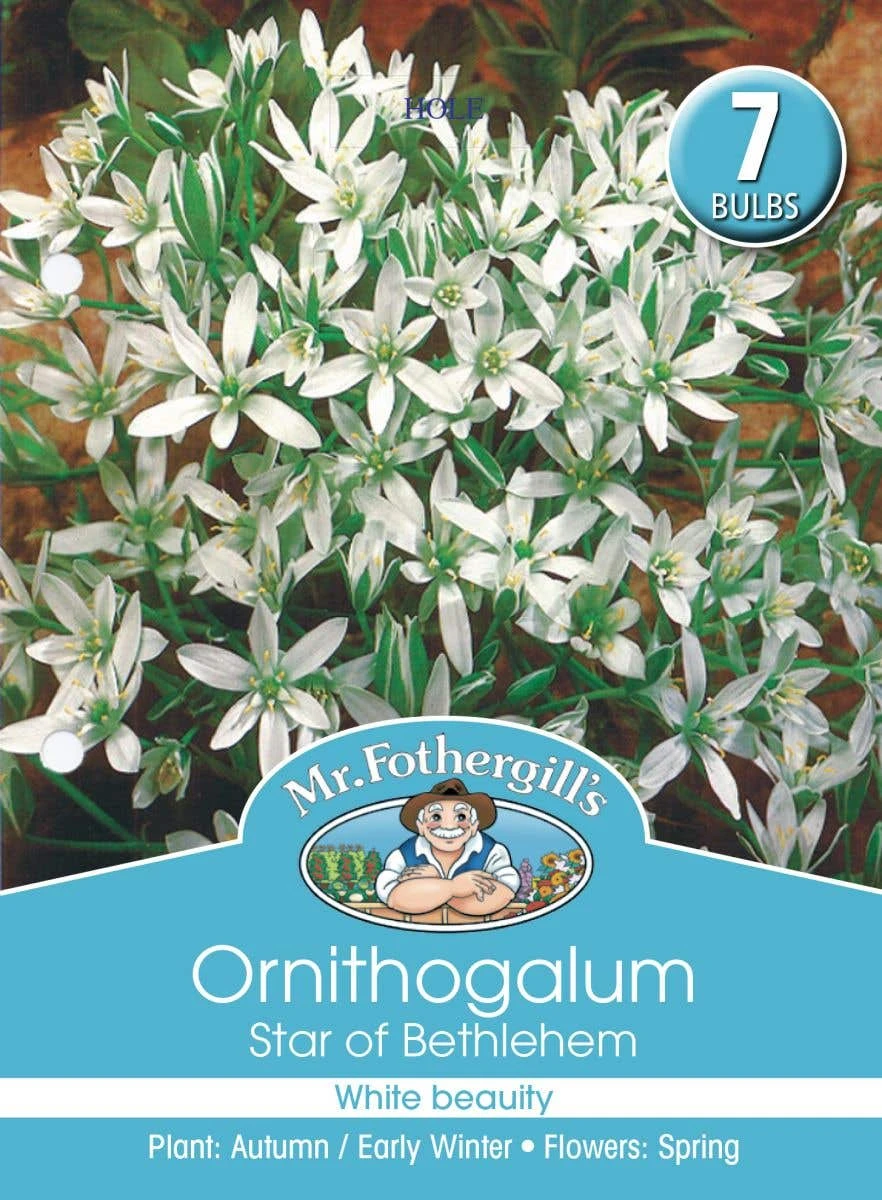 Mr Fothergill's Bulbs Star Of Bethlehem 3 Mr Fothergill's Bulbs Star Of Bethlehem