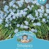 Mr Fothergill's Bulbs Triteleia Stars Of Spring 15 Bulbs -Plant Care Shop 2817120