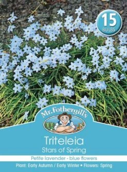 Mr Fothergill's Bulbs Triteleia Stars Of Spring 15 Bulbs