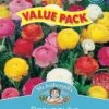 Mr Fothergill's Bulbs Ranunculus Mixed 45 Bulbs 1 Mr Fothergill's Bulbs Ranunculus Mixed 45 Bulbs -Plant Care Shop 2817229