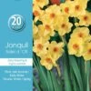 Mr Fothergill's Bulbs Jonquil Soleil D'Or 20 Bulbs 1 Mr Fothergill's Bulbs Jonquil Soleil D'Or 20 Bulbs -Plant Care Shop 2817260