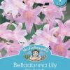 Mr Fothergill's Bulbs Belladonna Lilly Pink -Plant Care Shop 2817401