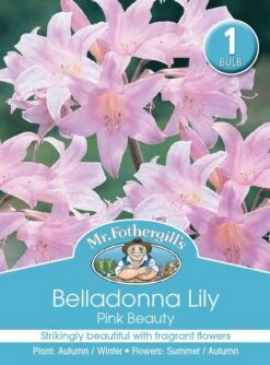 Mr Fothergill's Bulbs Belladonna Lilly Pink