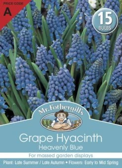 Mr Fothergill's Bulbs Grape Hyacinth Heavenly Blue 15 Bulbs