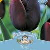 Mr Fothergill's Bulbs Tulip Queen Of The Night 3 Bulbs