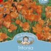 Mr Fothergill's Bulbs Tritonia Blazing Star 12 Bulbs -Plant Care Shop 2817757