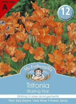 Mr Fothergill's Bulbs Tritonia Blazing Star 12 Bulbs