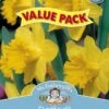 Mr Fothergill's Bulbs Daffodil Yellow 9 Bulbs -Plant Care Shop 2817823