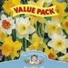 Mr Fothergill's Bulbs Daffodil Mixed 9 Bulbs 1 Mr Fothergill's Bulbs Daffodil Mixed 9 Bulbs -Plant Care Shop 2817831
