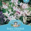 Mr Fothergill's Bulbs Gladioli Baby Blushing Bride 3 Bulbs -Plant Care Shop 2818334
