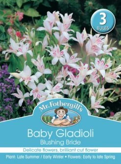 Mr Fothergill's Bulbs Gladioli Baby Blushing Bride 3 Bulbs