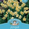 Mr Fothergill's Bulbs Jonquil Pollys Pearl 4 Bulbs 2 Mr Fothergill's Bulbs Jonquil Pollys Pearl 4 Bulbs -Plant Care Shop 2818342