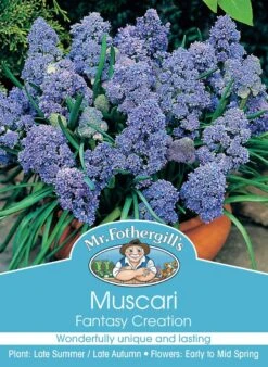 Mr Fothergill's Bulbs Muscari Fantasy Creation