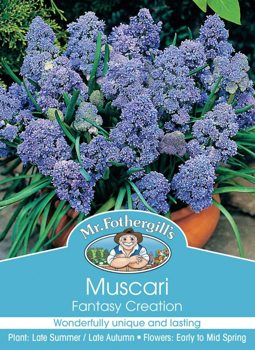 Mr Fothergill's Bulbs Muscari Fantasy Creation 3 Mr Fothergill's Bulbs Muscari Fantasy Creation