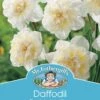 Mr Fothergill's Bulbs Daffodil Ice King 3 Bulbs 2 Mr Fothergill's Bulbs Daffodil Ice King 3 Bulbs -Plant Care Shop 5378179 3