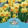 Mr Fothergill's Bulbs Daffodil Spring Sunshine 3 Bulbs -Plant Care Shop 5378187 3