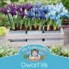Mr Fothergill's Bulbs Iris Reticulata Mix 3 Bulbs 1 Mr Fothergill's Bulbs Iris Reticulata Mix 3 Bulbs -Plant Care Shop 5378203 3