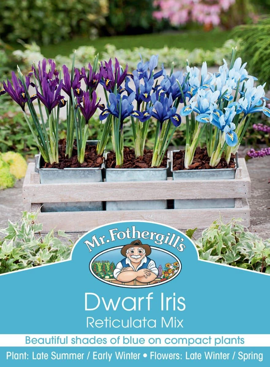 Mr Fothergill's Bulbs Iris Reticulata Mix 3 Bulbs 3 Mr Fothergill's Bulbs Iris Reticulata Mix 3 Bulbs