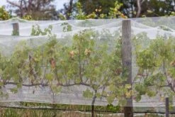 Abshade Bird Netting 2.5 X 2.5m -Plant Care Shop 5383344 3 3