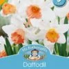 Mr Fothergill's Bulbs Daffodil Accent 3 Bulbs 1 Mr Fothergill's Bulbs Daffodil Accent 3 Bulbs -Plant Care Shop 6298590 3