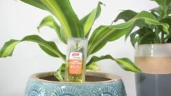 Yates Thrive Indoor Plants & Ferns Food Dripper - 3 Pack -Plant Care Shop 6408520 3 7