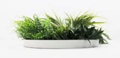 Grassy Fern Slimline UV Resistant Artificial Wall Disc White 500mm -Plant Care Shop 7029770 2 5