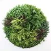 Grassy Fern Slimline UV Resistant Artificial Wall Disc Black 1m -Plant Care Shop 7029788 0 5