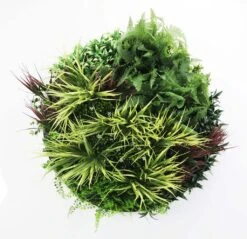 Grassy Fern Slimline UV Resistant Artificial Wall Disc White 800mm