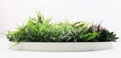 Grassy Fern Slimline UV Resistant Artificial Wall Disc White 800mm 7 Grassy Fern Slimline UV Resistant Artificial Wall Disc White 800mm -Plant Care Shop 7029796 2 5