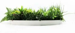 Country Fern Slimline UV Resistant Artificial Wall Disc White 800mm 7 Country Fern Slimline UV Resistant Artificial Wall Disc White 800mm -Plant Care Shop 7029879 2 5