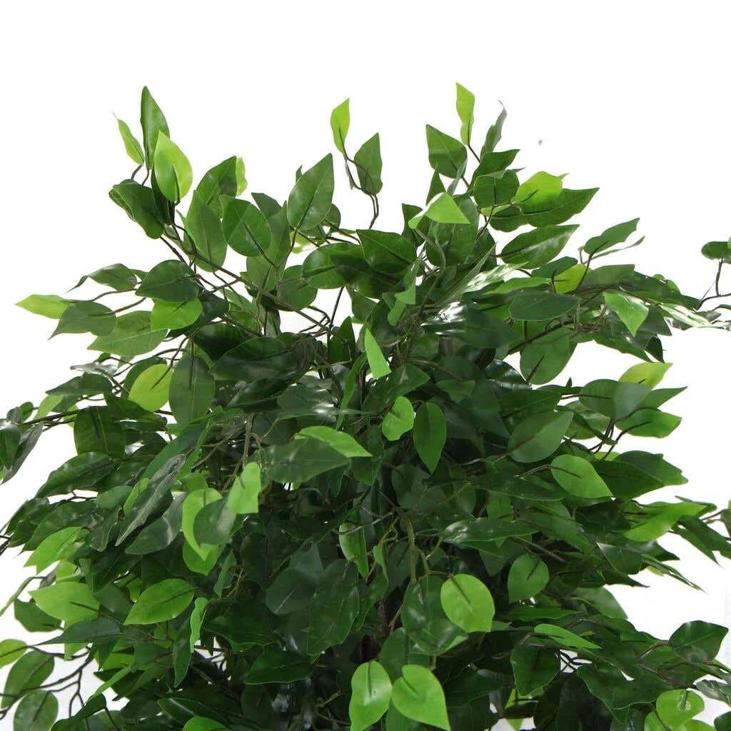 Artificial Ficus Tree 1.8m 4 Artificial Ficus Tree 1.8m - Image 2