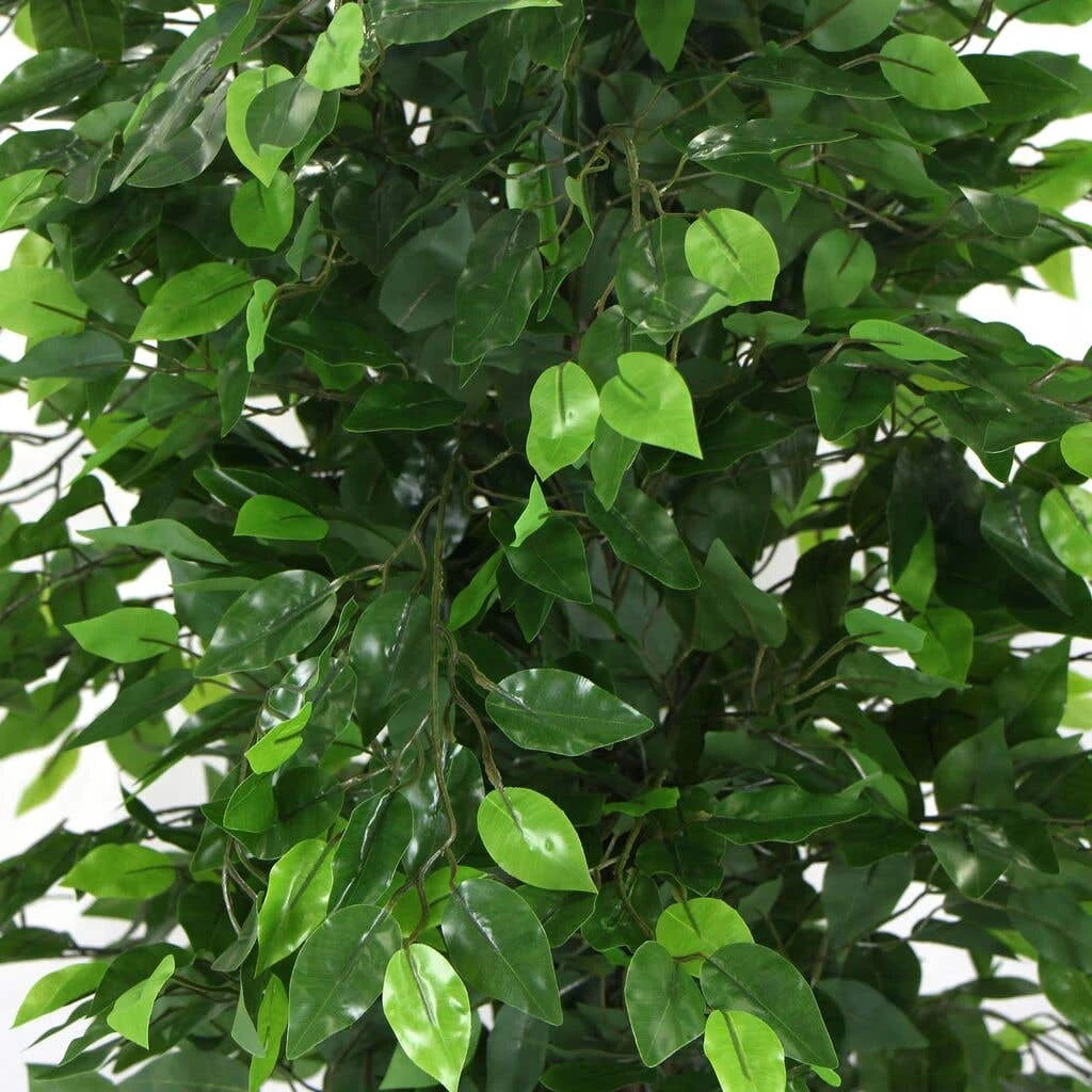 Artificial Ficus Tree 1.8m 6 Artificial Ficus Tree 1.8m - Image 4
