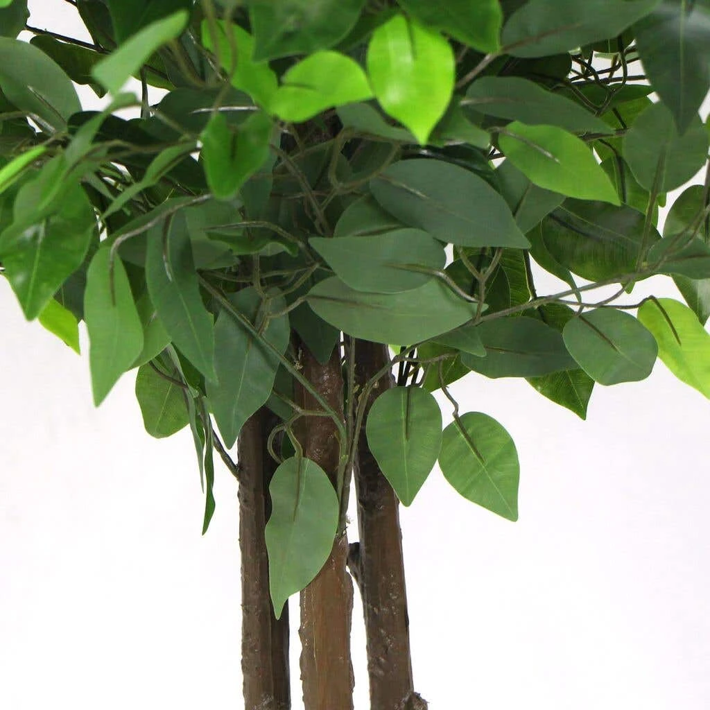 Artificial Ficus Tree 1.8m 8 Artificial Ficus Tree 1.8m - Image 6