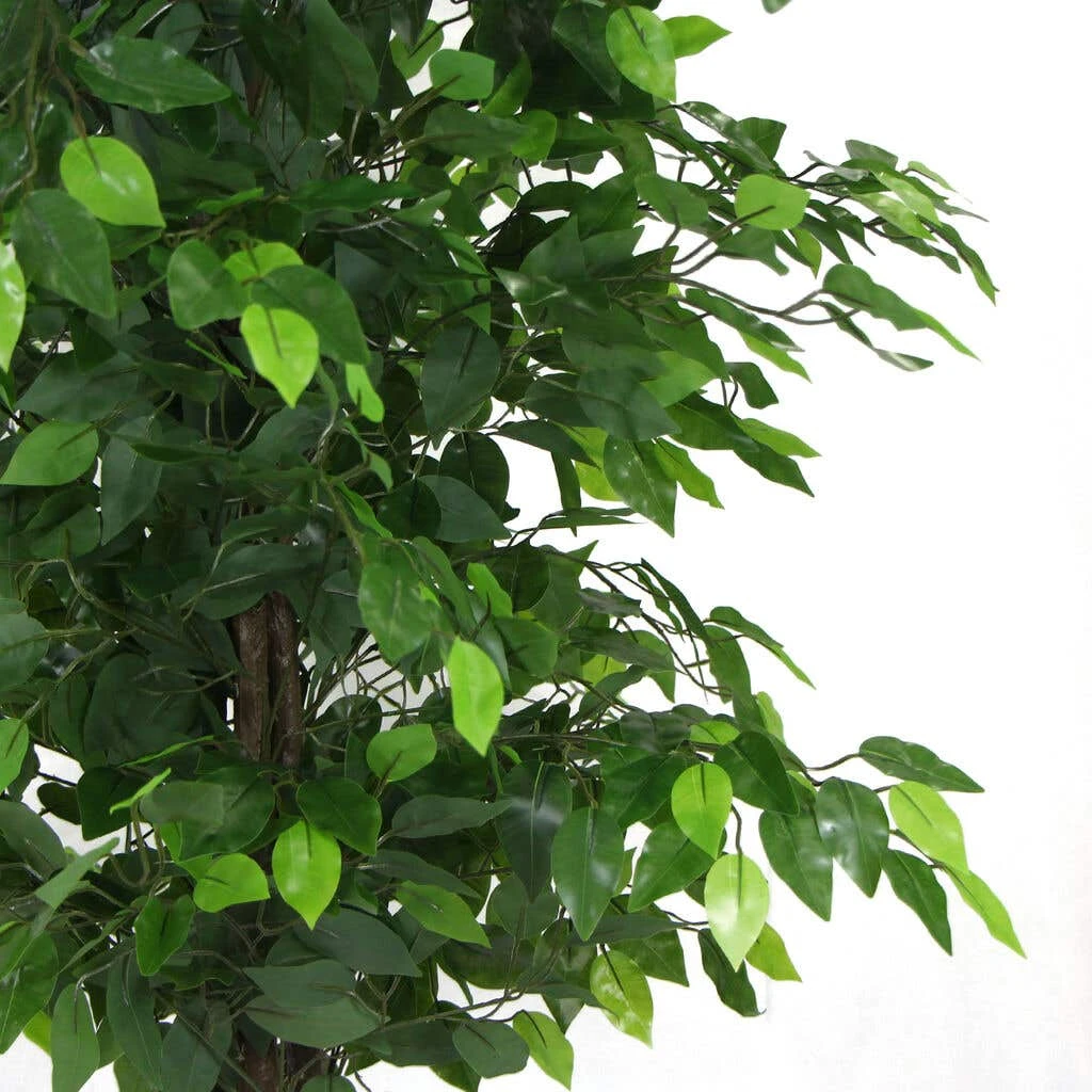 Artificial Ficus Tree 1.8m 11 Artificial Ficus Tree 1.8m - Image 9