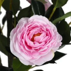 Flowering Soft Pink Artificial Camellia Tree 1.8m -Plant Care Shop 7030109 1 2