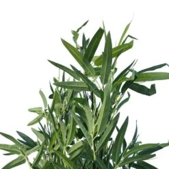 Artificial Bamboo Plant Black 1.8m -Plant Care Shop 7030190 3 2