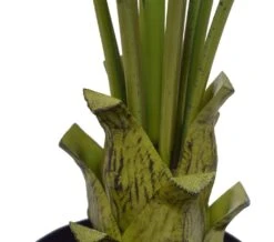 Artificial Kentia Palm Tree 1.5m -Plant Care Shop 7030364 2 5