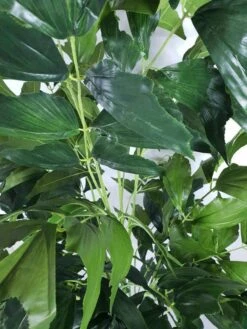 Artificial Fishtail Palm Tree 1.6m -Plant Care Shop 7030430 3 5