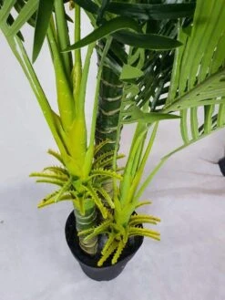 Artificial Multi-Trunk Hawaii Palm 1.8m -Plant Care Shop 7030455 2 5
