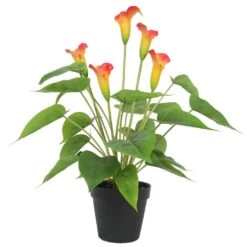 Artificial Flowering White & Orange Calla Lily Plant 50cm -Plant Care Shop 7030497 4 5