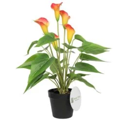 Artificial Flowering White & Orange Calla Lily Plant 50cm -Plant Care Shop 7030497 5 5