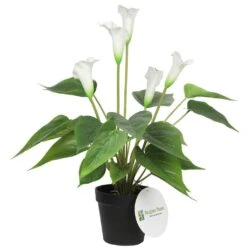 White Calla Lily Artificial Plant 500mm