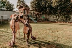 Tumbleweed Pet Poo & Kitchen Compost Bin 10 Tumbleweed Pet Poo & Kitchen Compost Bin -Plant Care Shop 7030760 5