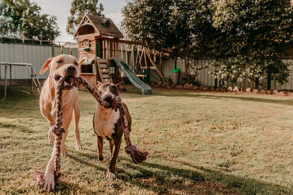 Tumbleweed Pet Poo & Kitchen Compost Bin 6 Tumbleweed Pet Poo & Kitchen Compost Bin - Image 4